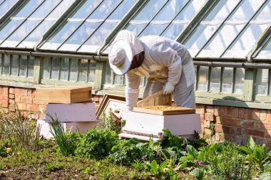 Arı yetiştiricisi arı kovanından bal topluyor.
