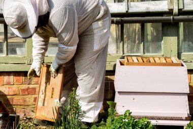 Arı yetiştiricisi arı kovanından bal topluyor.