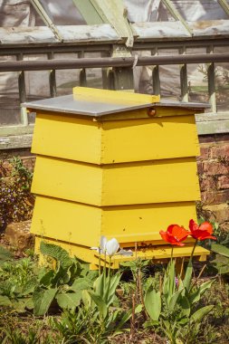 Arı kovanı arılarla uçar