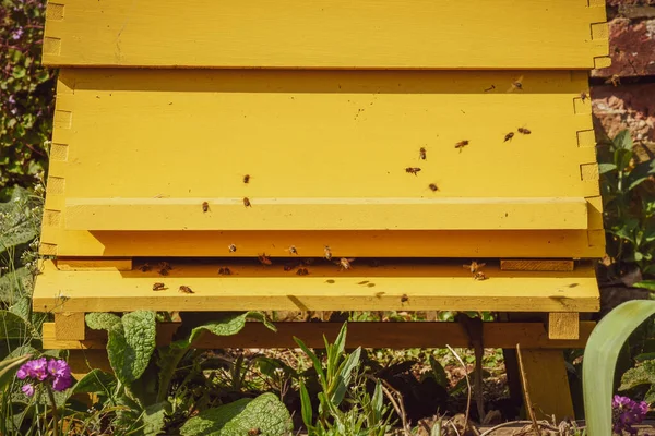 Arı kovanı arılarla uçar