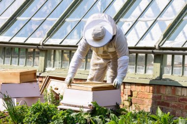 Arı yetiştiricisi arı kovanından bal topluyor.