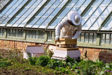 Arı yetiştiricisi arı kovanından bal topluyor.