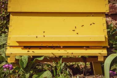 Arı kovanı arılarla uçar