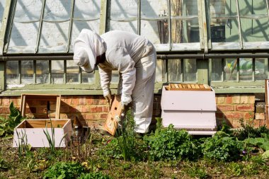 Arı yetiştiricisi arı kovanından bal topluyor.