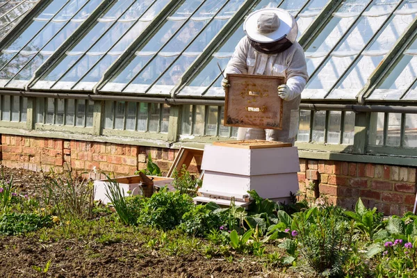 Beekeeper Collecting Honey Bee Hive Beekeeping Suit — Foto de Stock