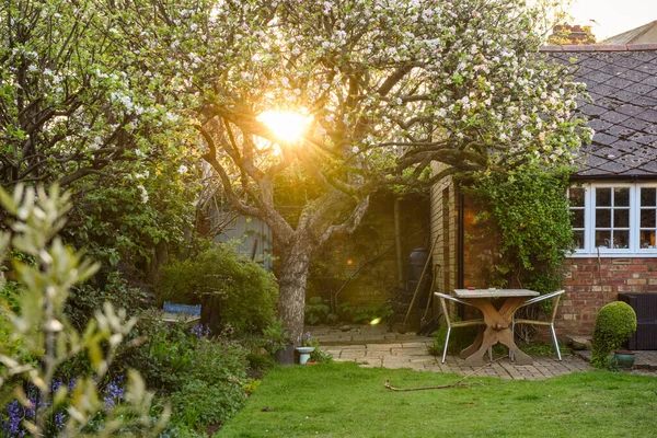 Domestic Garden Dawn Sun Rising Light Shining Apple Tree — Fotografia de Stock