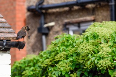 Dişi karatavuk bahçede yuva yapmak için eşya topluyor.
