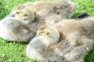 Şirin yavru kaz civcivleri bahar günündeki yavru kargalardır.