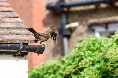 Dişi karatavuk bahçede yuva yapmak için eşya topluyor.