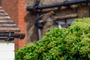 Dişi karatavuk bahçede yuva yapmak için eşya topluyor.