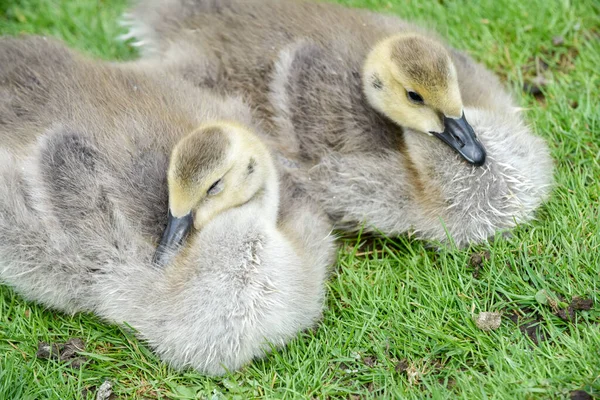 Cute Baby Goose Chicks Goslings Spring Day — Stockfoto