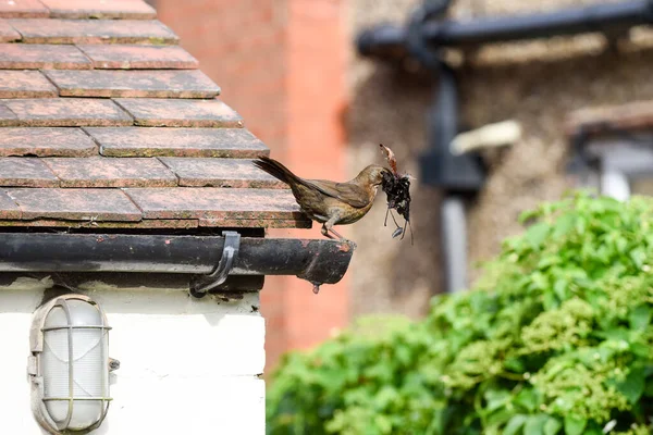 Dişi karatavuk bahçede yuva yapmak için eşya topluyor.