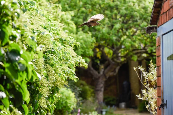 Female Blackbird Collecting Items Make Nest Garden — Stock Fotó