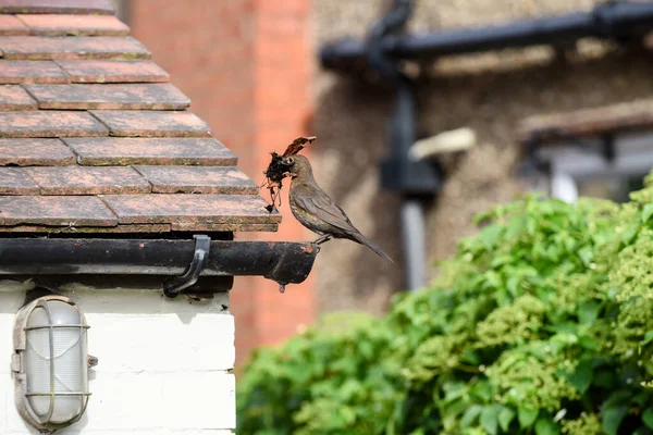 Dişi karatavuk bahçede yuva yapmak için eşya topluyor.