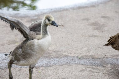 Yavru kaz ya da yavru kaz yetişkin kazlar tarafından korunan nehir kıyısında beslenir.