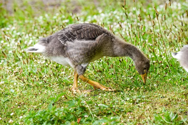 Gänseküken Oder Gänsebabys Füttern Flussufer Geschützt Von Erwachsenen Gänsen — Stockfoto