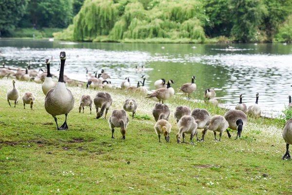 Polluelos Ganso Bebé Goslings Alimentan Orilla Del Río Protegidos Por — Foto de Stock