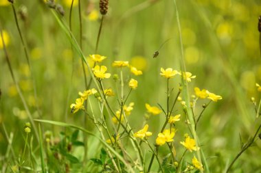 Yaz otlaklarında yetişen düğün çiçeği tarlaları.