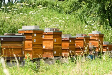 Bee hives on a rural beekeeping farm to produce honey