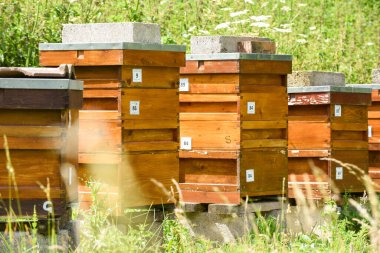 Bee hives on a rural beekeeping farm to produce honey