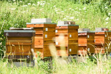 Kırsal bir arı çiftliğinde bal üretmek için arı kovanları.