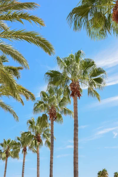 Тропические Пальмы Растут Над Чистым Голубым Небом Возле Пляжа — стоковое фото