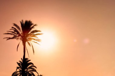 Gökyüzünde palmiye ağacı silueti olan tropik günbatımı arkaplanı