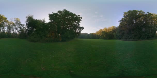 Floresta verde no dia de verão no pôr do sol da manhã vr — Vídeo de Stock