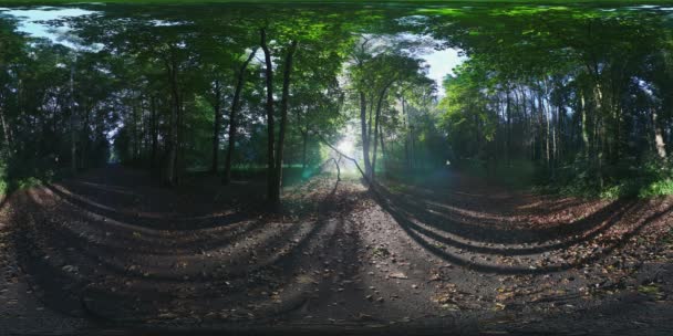 Grünen Wald im Sommer Tag am Morgen Sonnenuntergang vr — Stockvideo