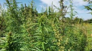 Esrar. Yakın planda marihuana otları..