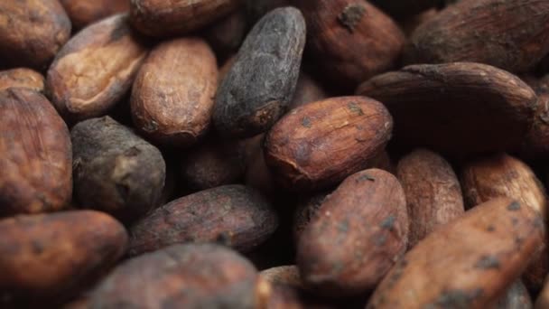 Frijoles Cacao Macro Granos Cacao Viniendo Cámara Lenta Cámara — Vídeos de Stock