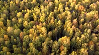 Sonbahar ormanı üzerinde Ural Rusya 'nın batımında dağlarda altın hava aracı uçuşu. Sonbahar Rock Turizm Turizmi Ural Dağları Eko-Seyahat.