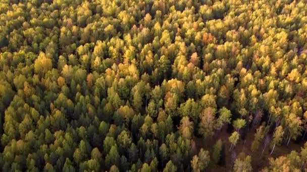 日没ウラルロシアで山の中の秋の森の上の黄金の空中ドローン飛行 秋の農村部の山々ロックツーリズムスポーツエコトラベル — ストック動画