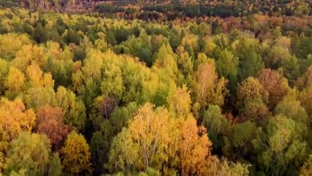 Voo Drone Aéreo Dourado Sobre Floresta Outono Nas Montanhas Pôr — Vídeo de Stock