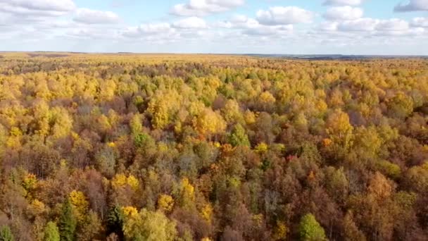 Natureza Outono Paisagem Aérea Voo Sobre Floresta Brilhantemente Colorida — Vídeo de Stock