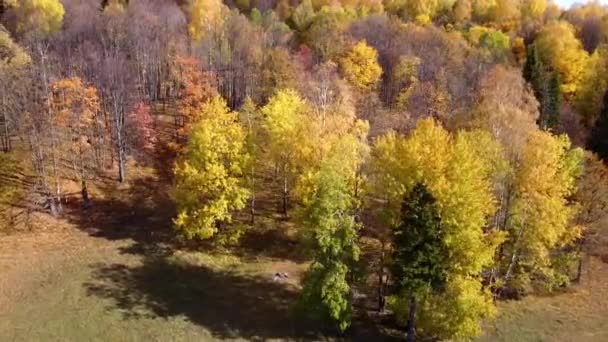 Naturaleza Otoñal Paisaje Aéreo Vuelo Sobre Bosque Colores Brillantes — Vídeos de Stock