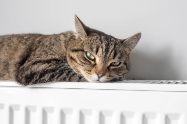 Sıcak bir radyatör, kedinizi kışın sıcak tutar. Kedi kışın radyatörde ısınır..