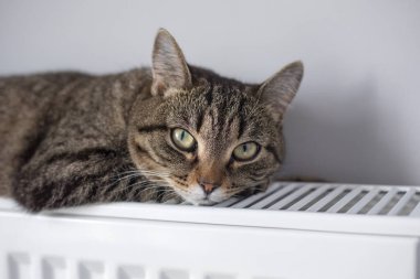 Sıcak bir radyatör, kedinizi kışın sıcak tutar. Kedi kışın radyatörde ısınır..