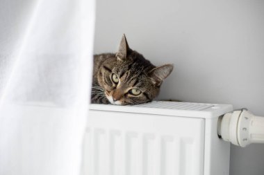 Sıcak bir radyatör, kedinizi kışın sıcak tutar. Kedi kışın radyatörde ısınır..