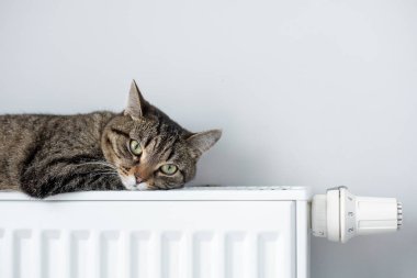 Sıcak bir radyatör, kedinizi kışın sıcak tutar. Kedi kışın radyatörde ısınır..