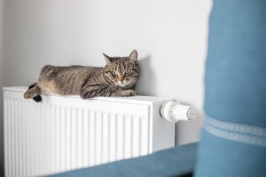 Sıcak bir radyatör, kedinizi kışın sıcak tutar. Kedi kışın radyatörde ısınır..