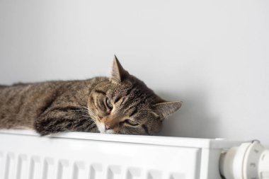 Sıcak bir radyatör, kedinizi kışın sıcak tutar. Kedi kışın radyatörde ısınır..