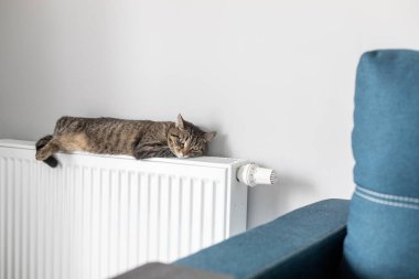 Sıcak bir radyatör, kedinizi kışın sıcak tutar. Kedi kışın radyatörde ısınır..