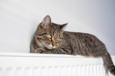 Sıcak bir radyatör, kedinizi kışın sıcak tutar. Kedi kışın radyatörde ısınır..