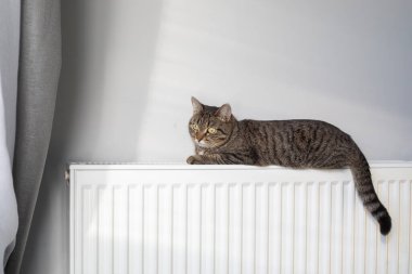 Sıcak bir radyatör, kedinizi kışın sıcak tutar. Kedi kışın radyatörde ısınır..