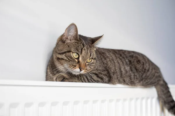 Ein Warmer Heizkörper Hält Ihre Katze Winter Warm Die Katze — Stockfoto