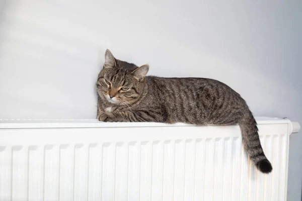 라디에이터 겨울에 고양이를 따뜻하게 해준다 겨울에는 라디에이터를 따뜻하게 고양이 — 스톡 사진