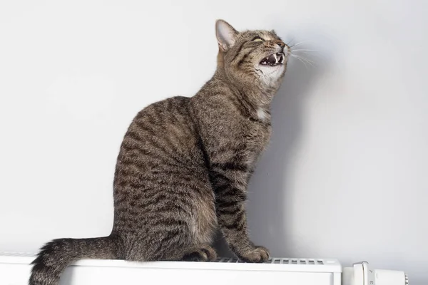 라디에이터 겨울에 고양이를 따뜻하게 해준다 겨울에는 라디에이터를 따뜻하게 고양이 — 스톡 사진