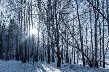 Mavi renkli soğuk kış ormanı. Güneş merceğe doğru parlıyor.