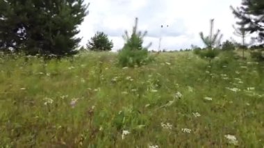 Kamera otların ve çayırların üzerinde alçaktan uçuyor.